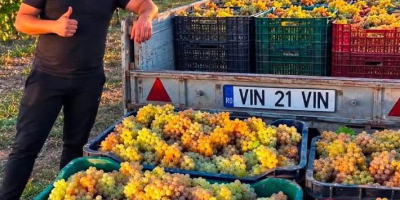 SPRZEDAJĘ WINOGRONA DO PRODUKCJI WINA – BEZPOŚREDNIO OD PRODUCENTA