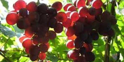 Sprzedaję winogrona – odmiany Pamid, Cabernet Sauvignon, Muscat Ottonel,