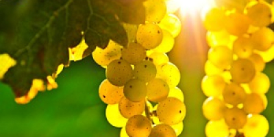 Sprzedaję winogrona – odmiany Pamid, Cabernet Sauvignon, Muscat Ottonel,