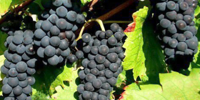 Sprzedaję winogrona – odmiany Pamid, Cabernet Sauvignon, Muscat Ottonel,