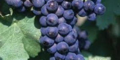 Sprzedaję winogrona – odmiany Pamid, Cabernet Sauvignon, Muscat Ottonel,