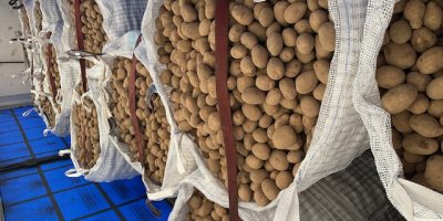 Oferujemy polskie ziemniaki jadalne dla odbiorców hurtowych w Polsce