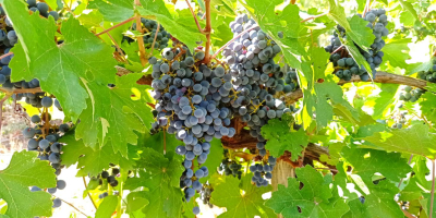 Szeksz&aacute;rdi borvid&eacute;ken termett Cabernet sauvignon &eacute;s Merlot szőlő elad&oacute;.