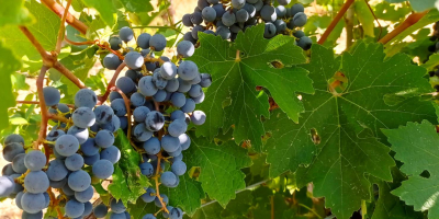 Szeksz&aacute;rdi borvid&eacute;ken termett Cabernet sauvignon &eacute;s Merlot szőlő elad&oacute;.