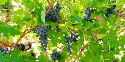 Szeksz&aacute;rdi borvid&eacute;ken termett Cabernet sauvignon &eacute;s Merlot szőlő elad&oacute;.