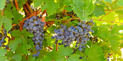 Szeksz&aacute;rdi borvid&eacute;ken termett Cabernet sauvignon &eacute;s Merlot szőlő elad&oacute;.