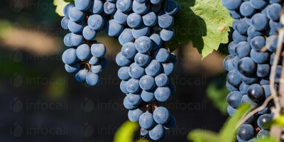Producent. Sprzedaję winogrona – odmiany Pamid i Cabernet Sauvignon.