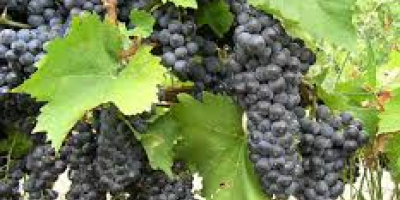 Producent. Sprzedaję winogrona – odmiany Pamid i Cabernet Sauvignon.