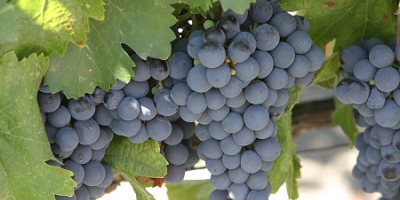 Producent. Sprzedaję winogrona – odmiany Pamid i Cabernet Sauvignon.