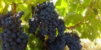 Producent. Sprzedaję winogrona – odmiany Pamid i Cabernet Sauvignon.