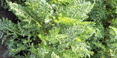 Sprzedam marchew odmiany Bastia. Zdrowy plon. Dostępna z obrzeży