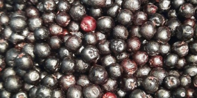 Aronia mrożona kl.1 - ekologiczna i konwencjonalna. Ilości całosamochodowe,
