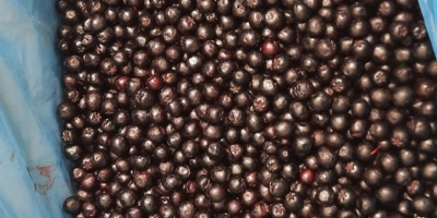 Aronia mrożona kl.1 - ekologiczna i konwencjonalna. Ilości całosamochodowe,