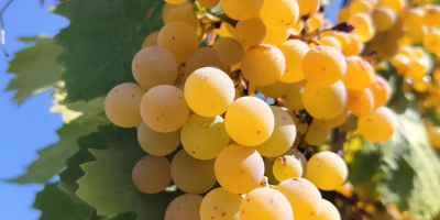 Organiczne białe winogrona odmiany Malvasia sprzedawane są w cenie