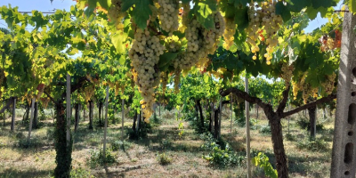 Organiczne białe winogrona odmiany Malvasia sprzedawane są w cenie