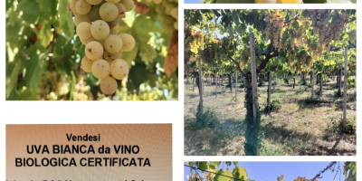 Organiczne białe winogrona odmiany Malvasia sprzedawane są w cenie