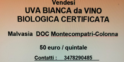 Organiczne białe winogrona odmiany Malvasia sprzedawane są w cenie