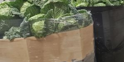 Sprzedam Kapustę Białą,Włoską,Czerwoną -Ilości Tirowe. Kaliber od 1 kg