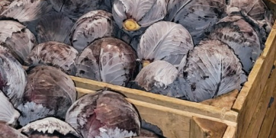 Sprzedam Kapustę Białą,Włoską,Czerwoną -Ilości Tirowe. Kaliber od 1 kg