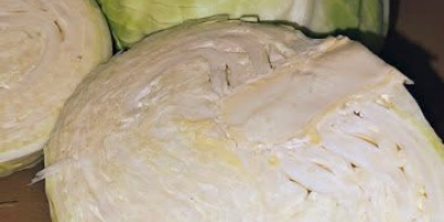 Sprzedam Kapustę Białą,Włoską,Czerwoną -Ilości Tirowe. Kaliber od 1 kg