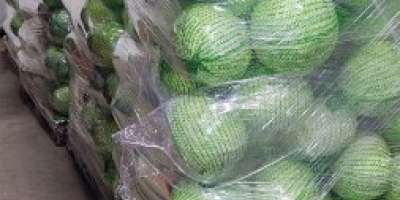 Sprzedam Kapustę Białą,Włoską,Czerwoną -Ilości Tirowe. Kaliber od 1 kg