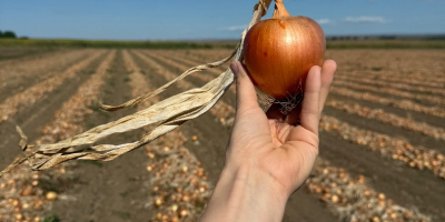 Oferujemy wysokiej jakości świeżą cebulę, uprawianą i pakowaną w