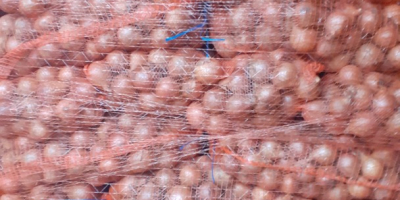 Oferujemy cebulę żółtą. Worki 10/15 kg. Dostarczamy ją własnym