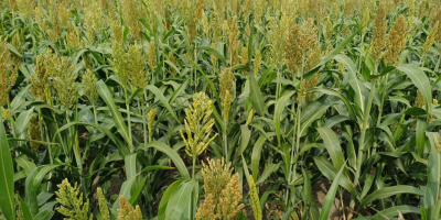 Dzień dobry, sprzedam 17 hektarów SORGO - na zielonkę