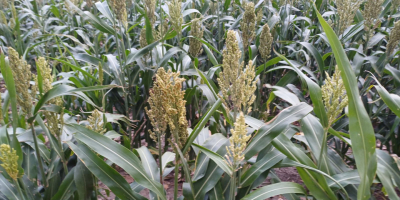 Dzień dobry, sprzedam 17 hektarów SORGO - na zielonkę