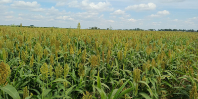 Dzień dobry, sprzedam 17 hektarów SORGO - na zielonkę