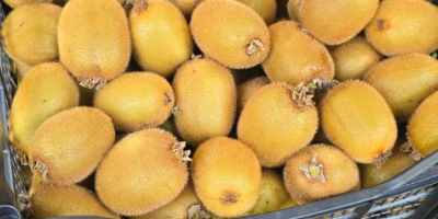 Świeże kiwi Hayward – Hurt Świeże, lokalnie uprawiane kiwi