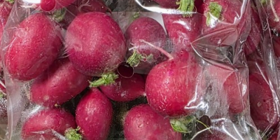 Sprzedam rzodkiewkę w luzie , pakowaną w skrzynkach po