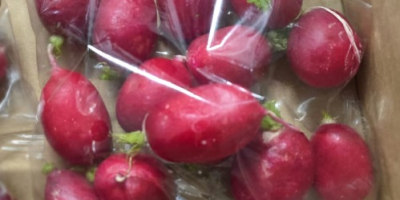 Sprzedam rzodkiewkę w luzie , pakowaną w skrzynkach po