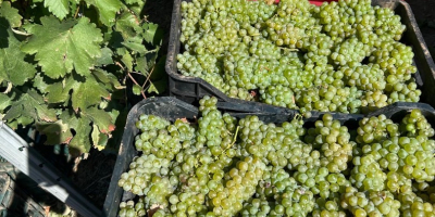 Winogrona na sprzedaż bezpośrednio od producenta w Ostrov, w