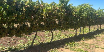 Winogrona na sprzedaż bezpośrednio od producenta w Ostrov, w