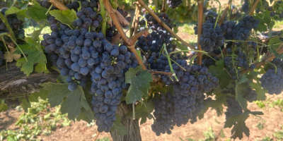 Winogrona na sprzedaż bezpośrednio od producenta w Ostrov, w