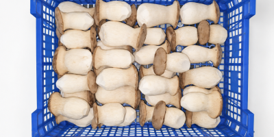 Świeże boczniaki królewskie (eryngii) – bezpośrednio od producenta. Podana