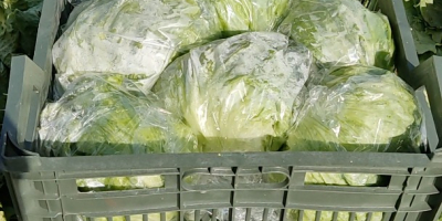Fresh Iceberg Lettuce We work directly with farmers and