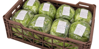 Fresh Iceberg Lettuce We work directly with farmers and