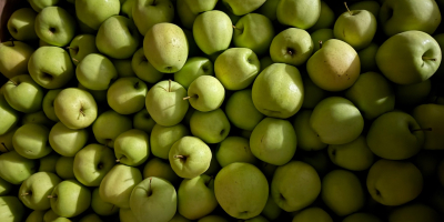 Sprzedaję różne odmiany jabłek. Obecnie sprzedaję głównie odmiany Golden,