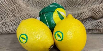 Goicha Company offers fresh lemons of Azerbaijani origin for