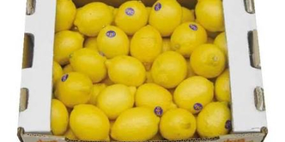 Goicha Company offers fresh lemons of Azerbaijani origin for