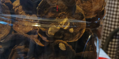 Sprzedam tegoroczne suszone łebki podgrzybków. Cena za kg 300