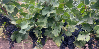 Vând struguri din soiul Merlot Frumoși, dulci și bine