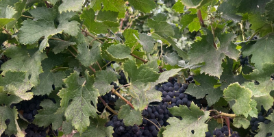 Vând struguri din soiul Merlot Frumoși, dulci și bine