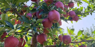 Sprzedam jabłka - odmiany pierwszej klasy muco, ajdare i