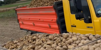 Witam Oferuje dużą ilość ziemniaków na sprzedaż z tegorocznych