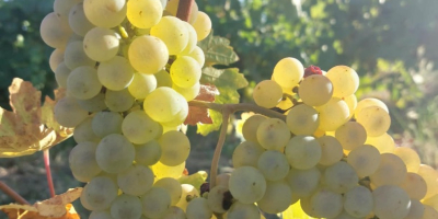 Struguri pentru vin de vanzare in&nbsp;podgoria Dragasani De vanzare