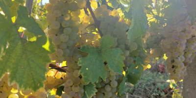 Struguri pentru vin de vanzare in&nbsp;podgoria Dragasani De vanzare