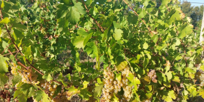 Struguri pentru vin de vanzare in&nbsp;podgoria Dragasani De vanzare